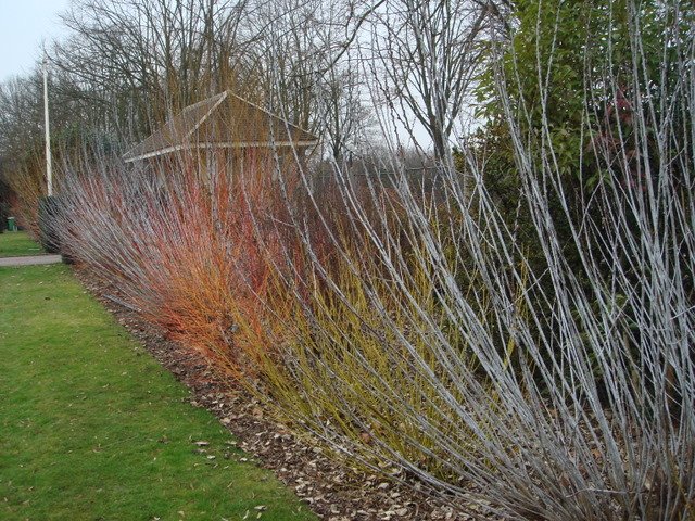 Salix irrorata cornus sanguinea et stolonifera
